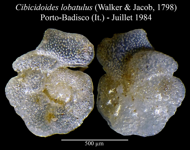 Cibicidoides lobatulus #56482