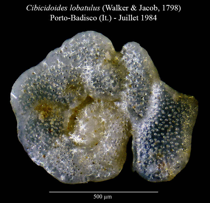 Cibicidoides lobatulus #56483
