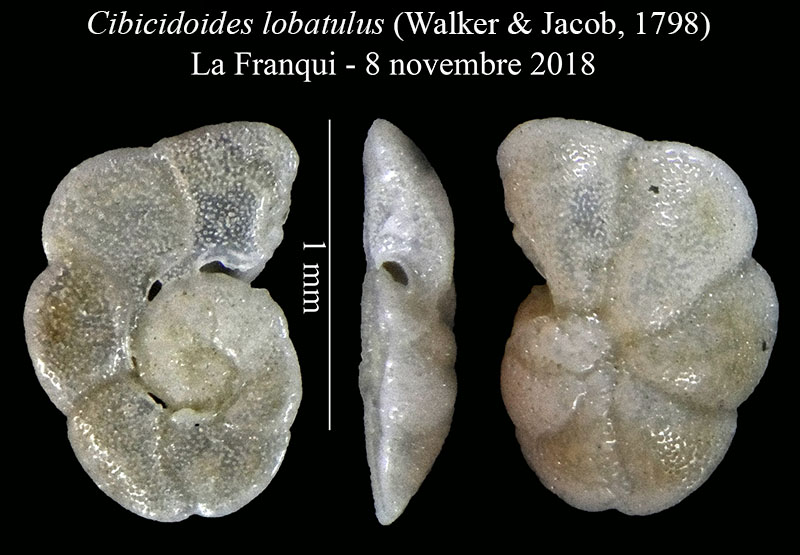 Cibicidoides lobatulus #58223