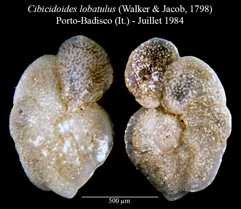 Cibicidoides lobatulus #56481