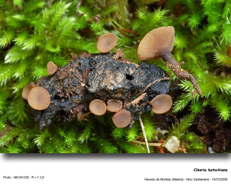 Ciboria batschiana (Zopf) Buchw. #7072