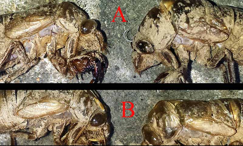 Cicada orni - Cigale grise #50594