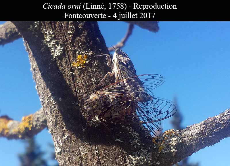 Cicada orni - Cigale grise #50591