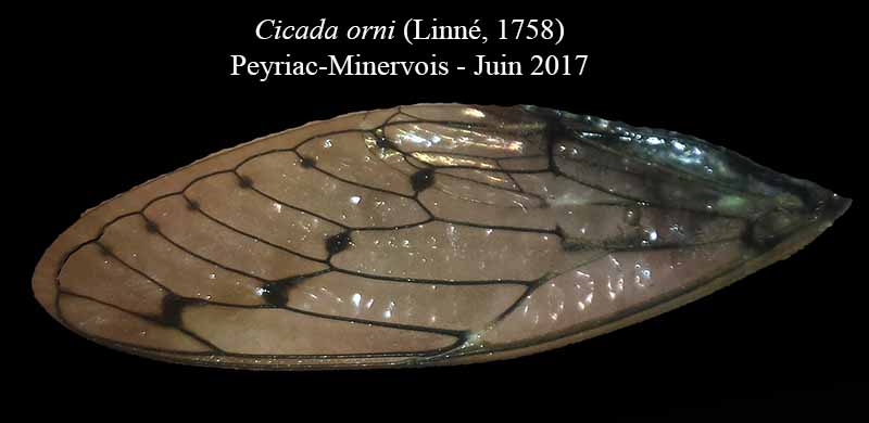 Cicada orni - Cigale grise #50485