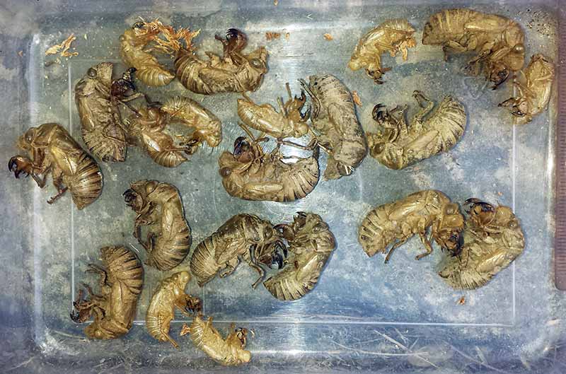 Cicada orni - Cigale grise #50592