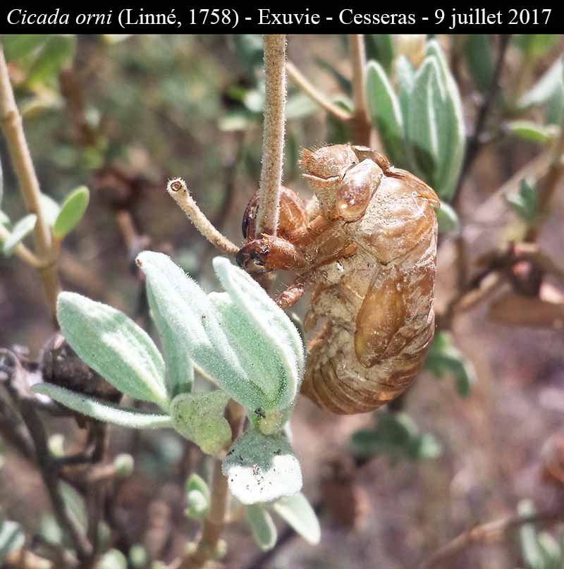 Cicada orni - Cigale grise #50596