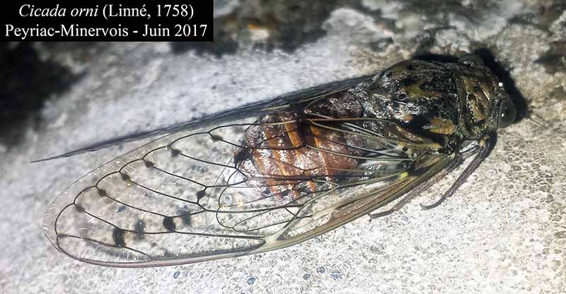 Cicada orni - Cigale grise #50486