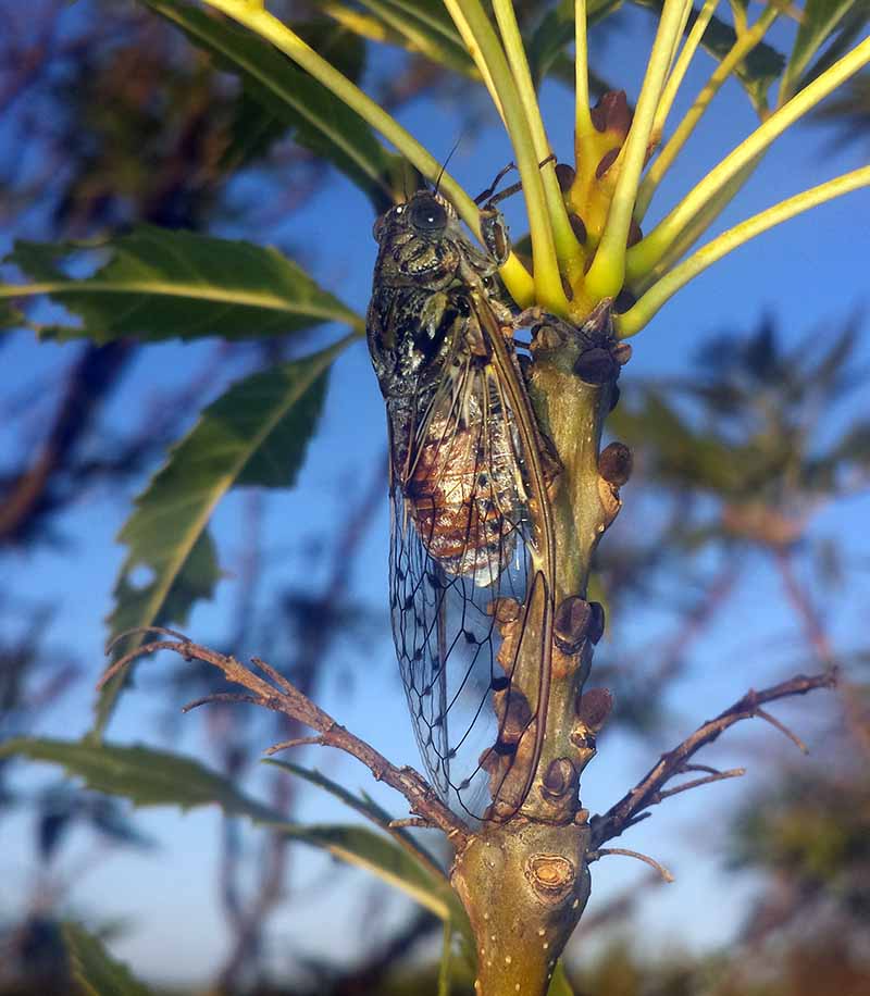 Cicada orni - Cigale grise #50484