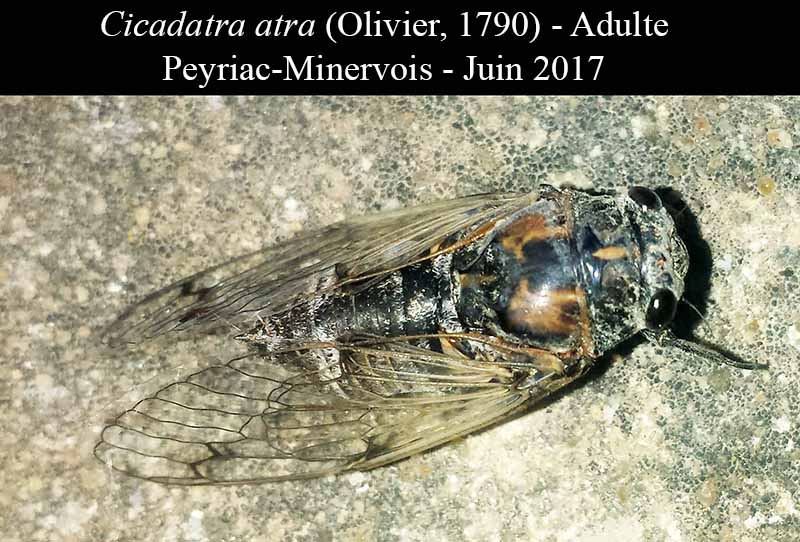 Cicadatra atra - la Cigale noire #50496