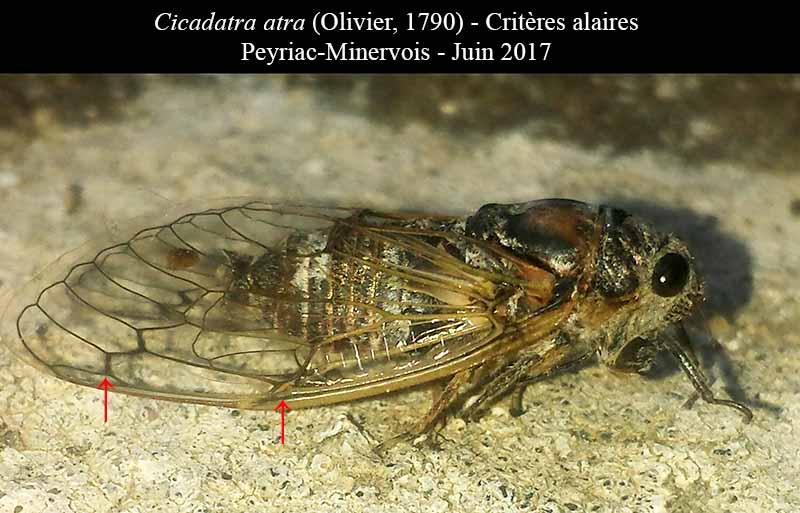 Cicadatra atra - la Cigale noire #50497