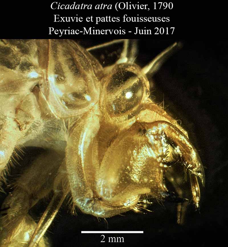 Cicadatra atra - la Cigale noire #50495