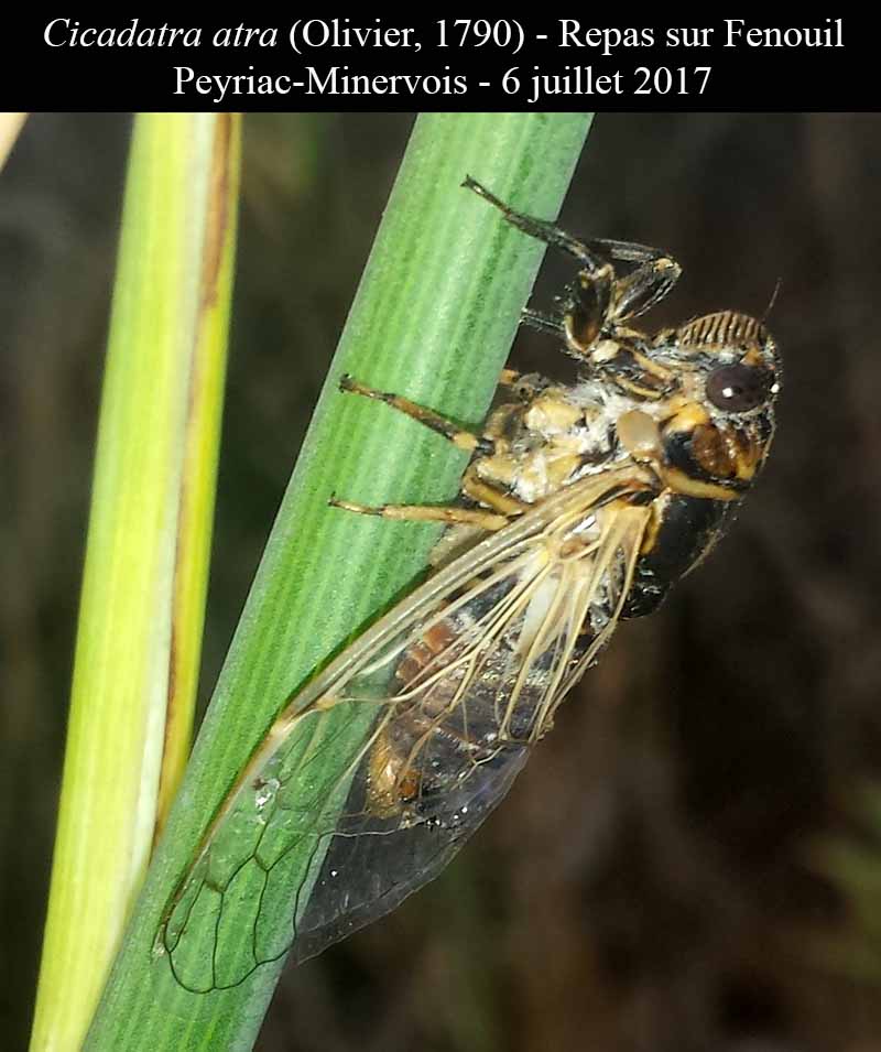 Cicadatra atra - la Cigale noire #50590