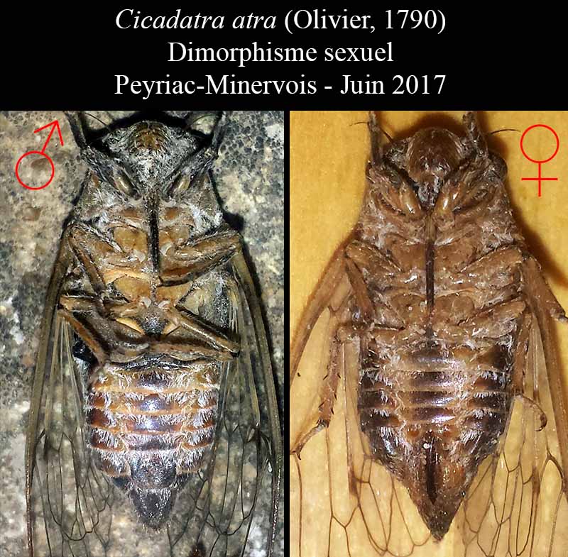 Cicadatra atra - la Cigale noire #50498
