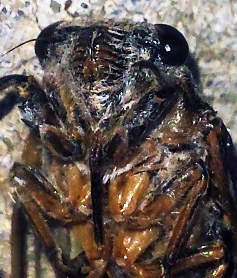 Cicadatra atra - la Cigale noire #50499