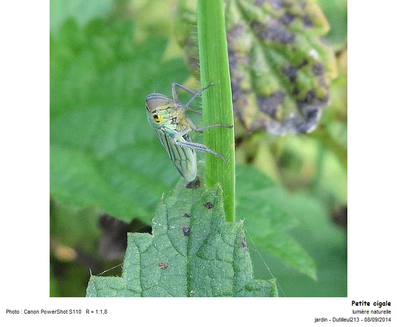 Cicadella viridis - Cicadelle verte #43451