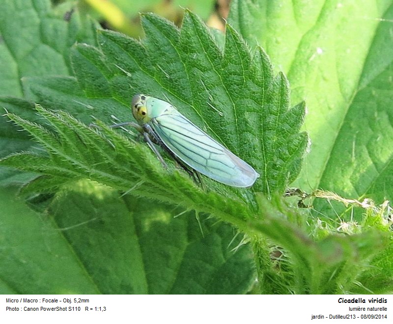 Cicadella viridis - Cicadelle verte #43450