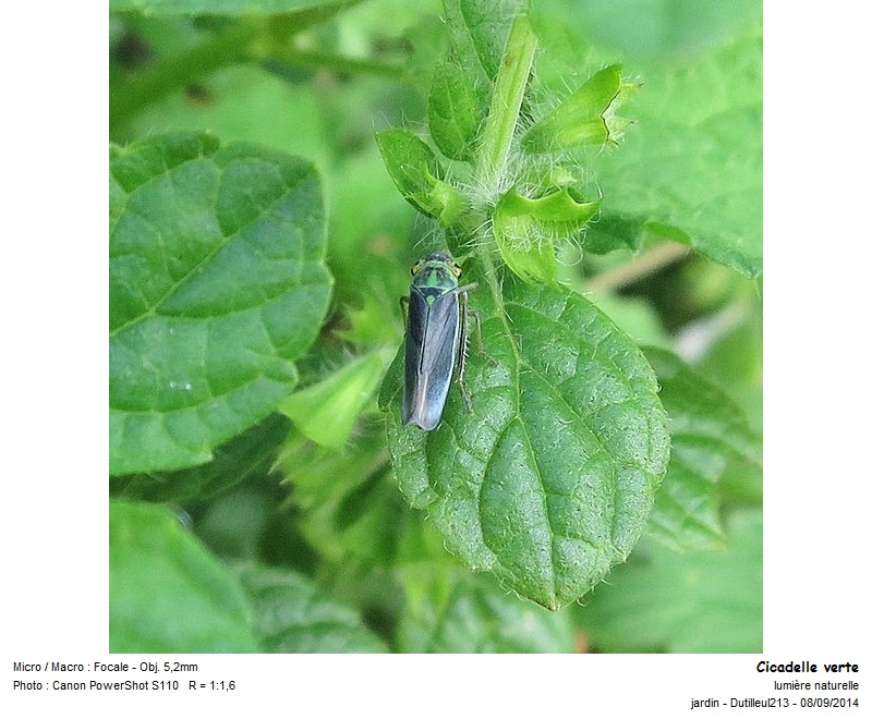 Cicadella viridis - Cicadelle verte #43447
