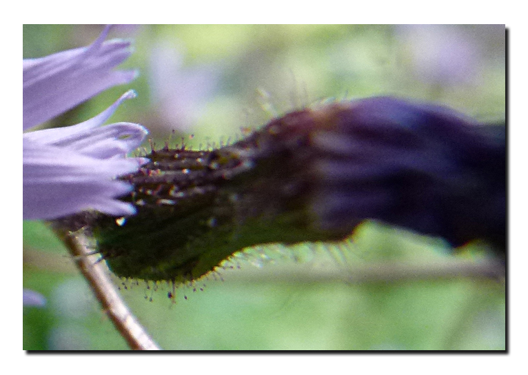 Cicerbita alpina (L) Wallr. #28417