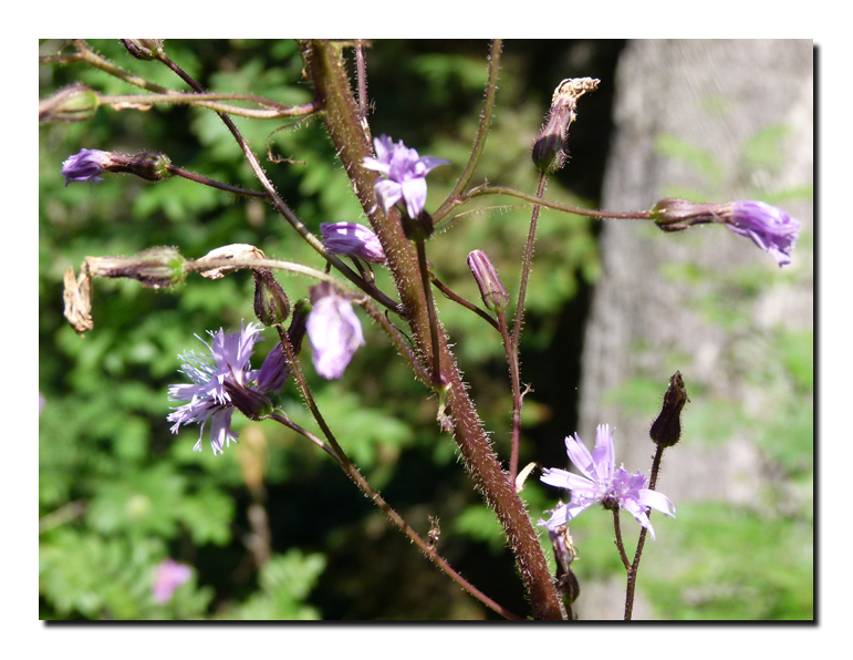Cicerbita alpina (L) Wallr. #28416