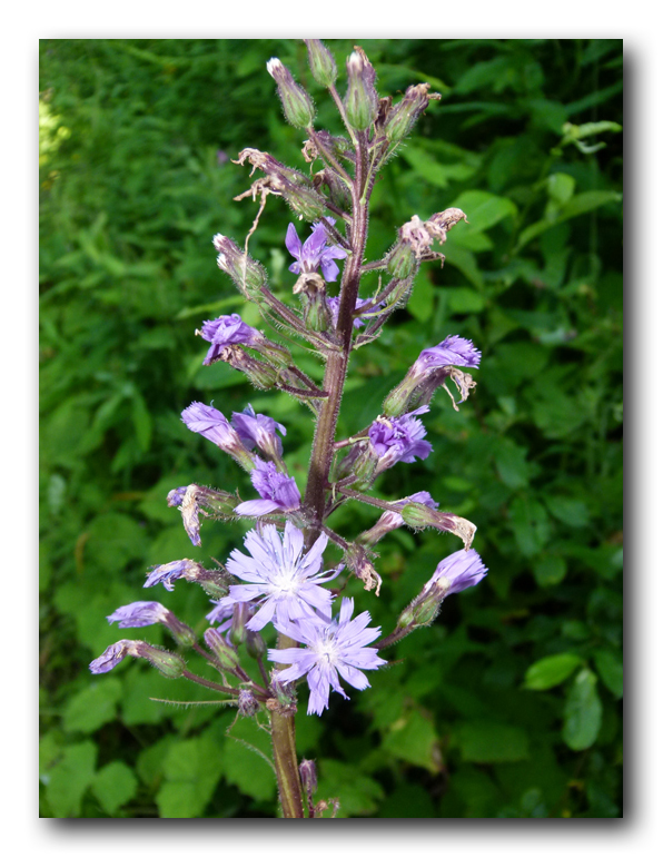 Cicerbita alpina (L) Wallr. #28419