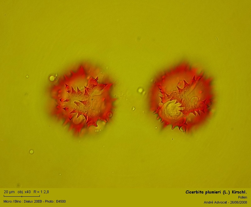 Cicerbita plumieri (L.) Kirschl. (La laitue de Plumier) #4551