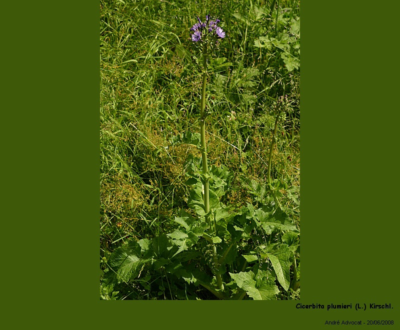 Cicerbita plumieri (L.) Kirschl. (La laitue de Plumier) #4549