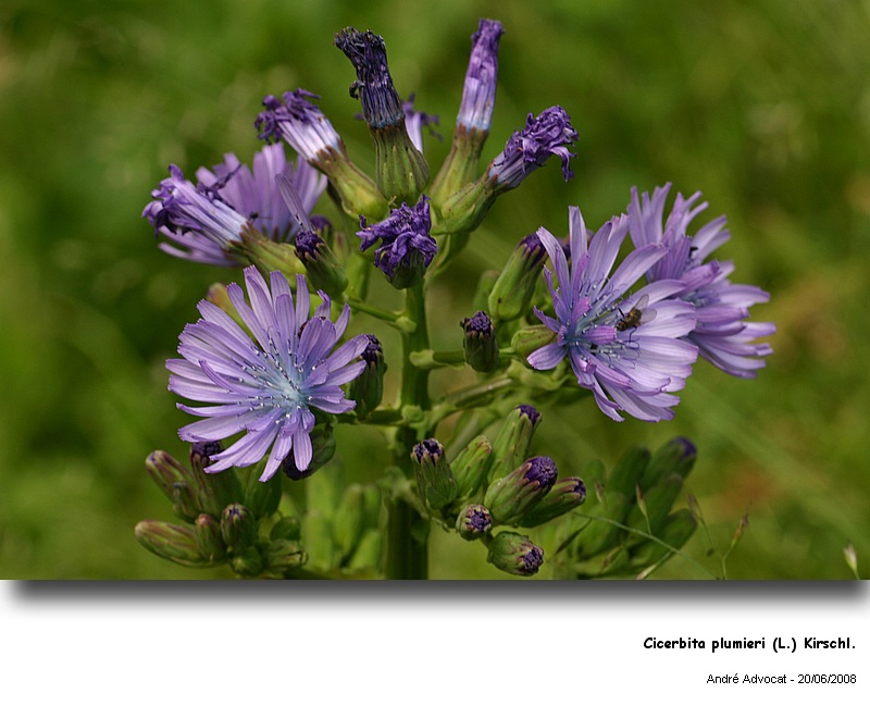 Cicerbita plumieri (L.) Kirschl. (La laitue de Plumier) #4550