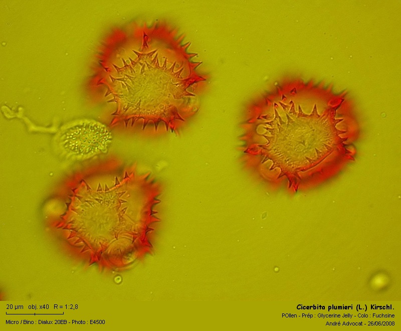 Cicerbita plumieri (L.) Kirschl. (La laitue de Plumier) #4552