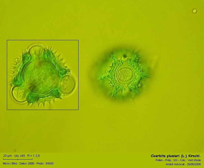 Cicerbita plumieri (L.) Kirschl. (La laitue de Plumier) #4553