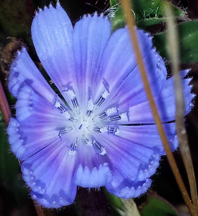 Cichorium intybus #50758
