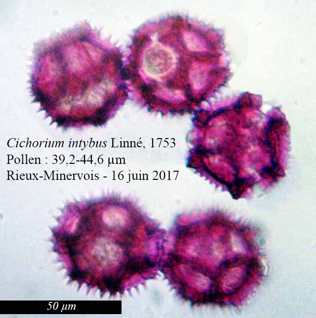 Cichorium intybus #50760