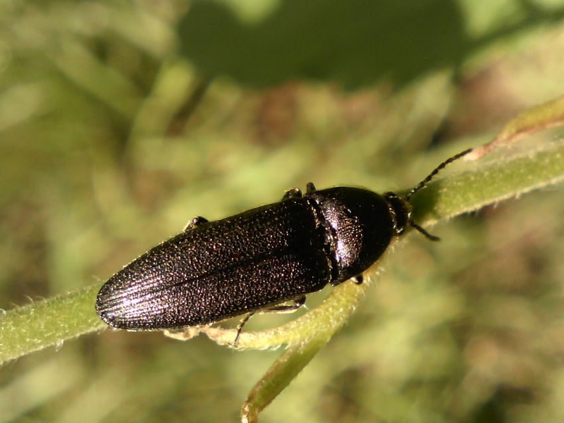 Cidnopus sp #31387