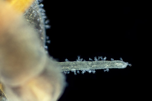 ciliés sur mollusque #63718
