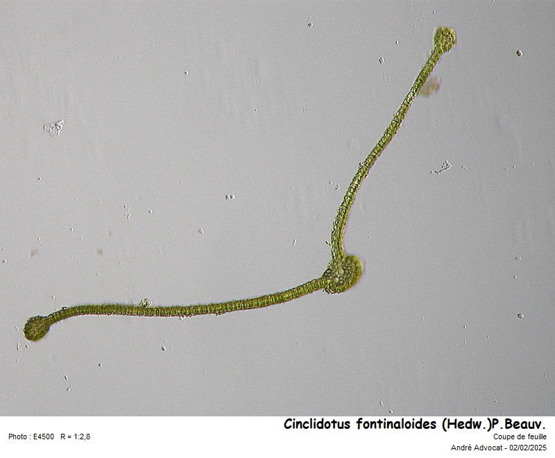 Cinclidotus fontinaloides (Hedw.)P.Beauv. #81403