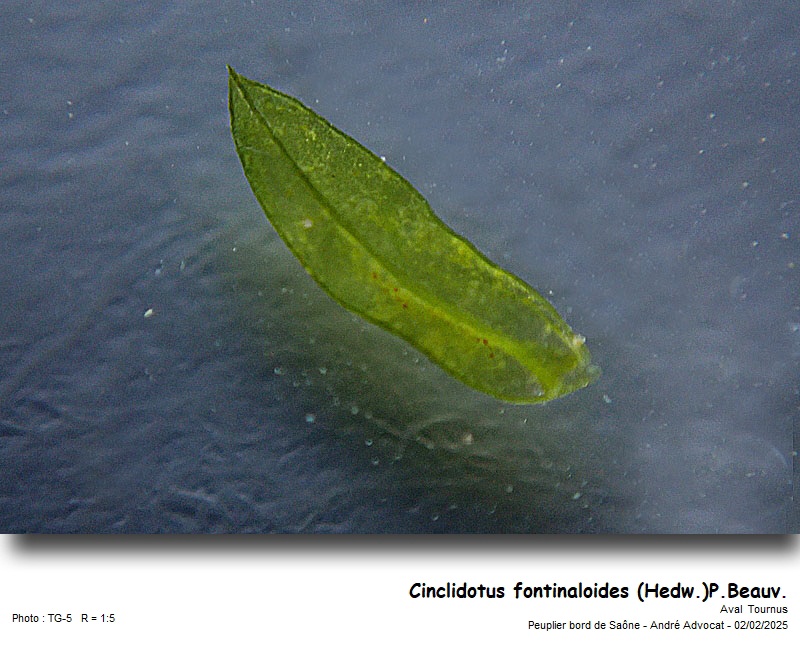 Cinclidotus fontinaloides (Hedw.)P.Beauv. #81400