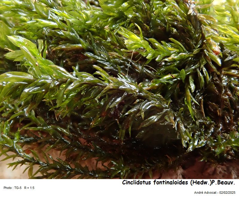 Cinclidotus fontinaloides (Hedw.)P.Beauv. #81398