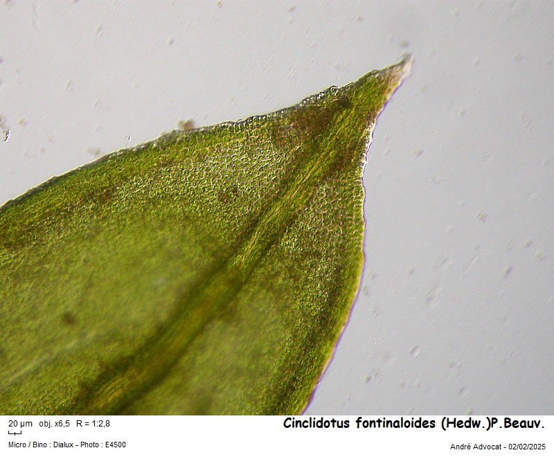 Cinclidotus fontinaloides (Hedw.)P.Beauv. #81401