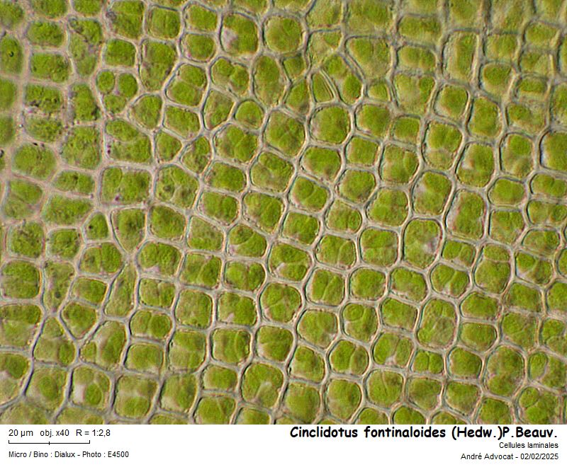 Cinclidotus fontinaloides (Hedw.)P.Beauv. #81402