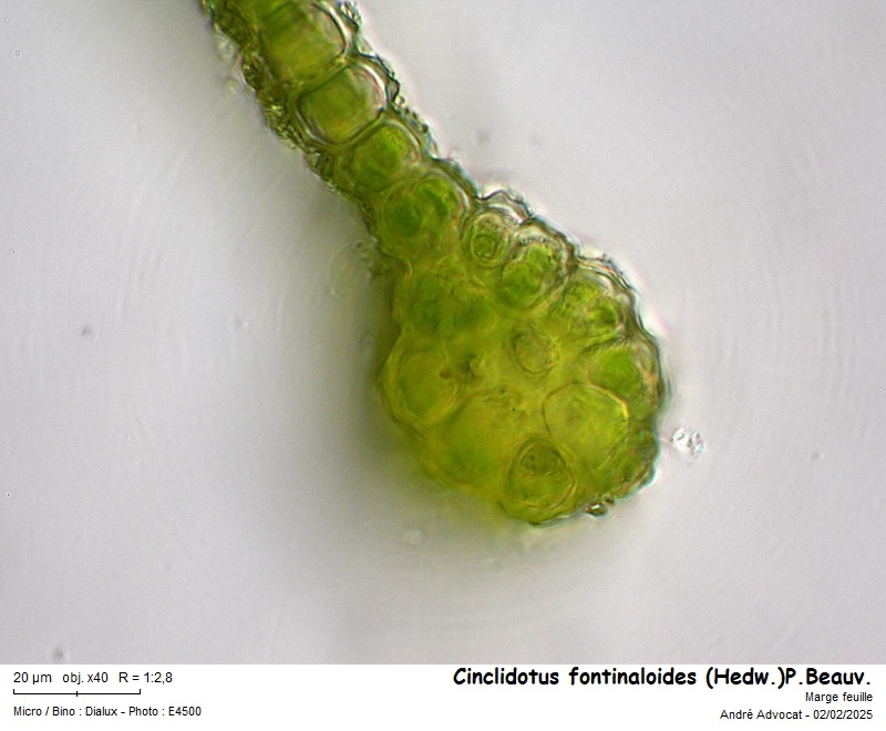Cinclidotus fontinaloides (Hedw.)P.Beauv. #81404