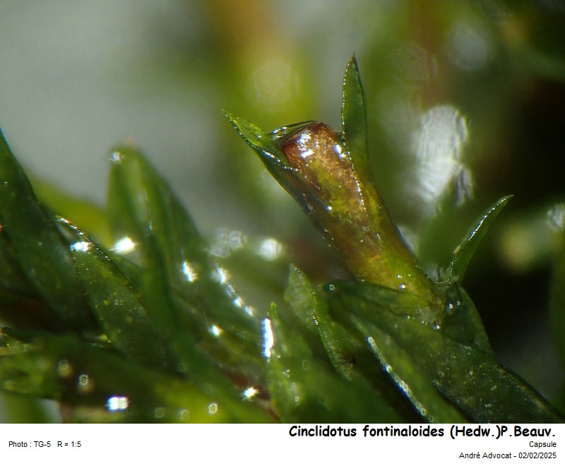 Cinclidotus fontinaloides (Hedw.)P.Beauv. #81399