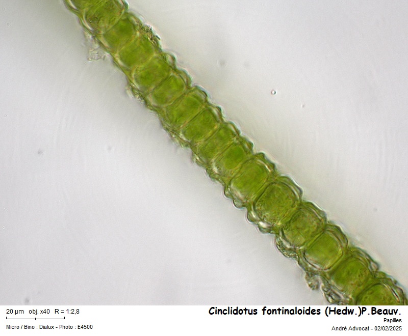 Cinclidotus fontinaloides (Hedw.)P.Beauv. #81405