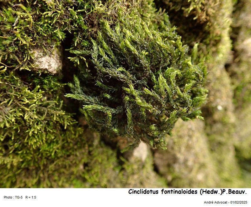 Cinclidotus fontinaloides (Hedw.)P.Beauv. #81397