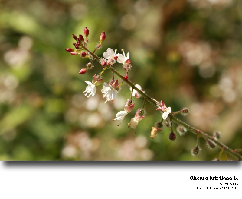 Circaea lutetiana L. #48111