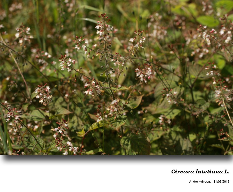 Circaea lutetiana L. #48110