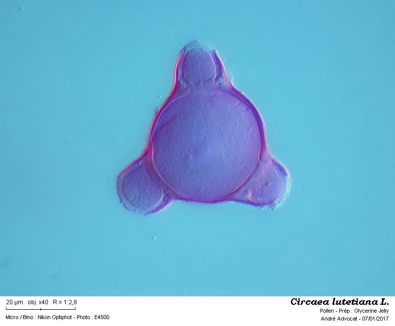 Circaea lutetiana L. #48112