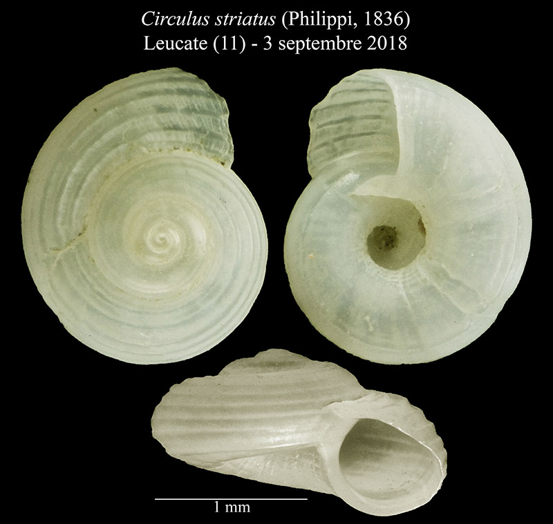 Circulus striatus #56592