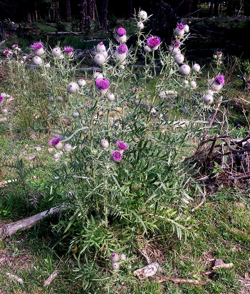 Cirsium eriophorum #53883