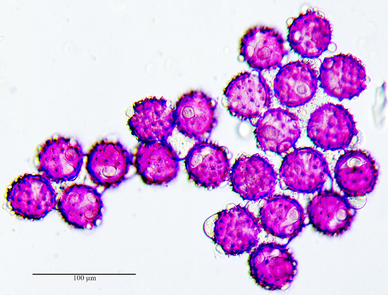 Cirsium eriophorum #53891