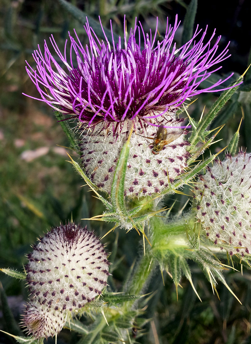 Cirsium eriophorum #53886
