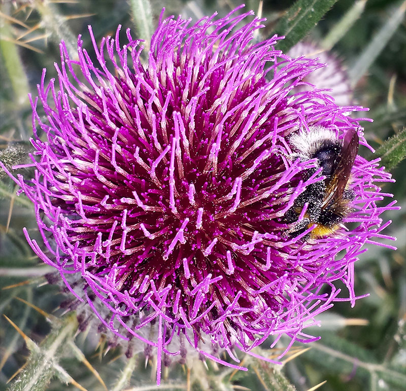 Cirsium eriophorum #53890